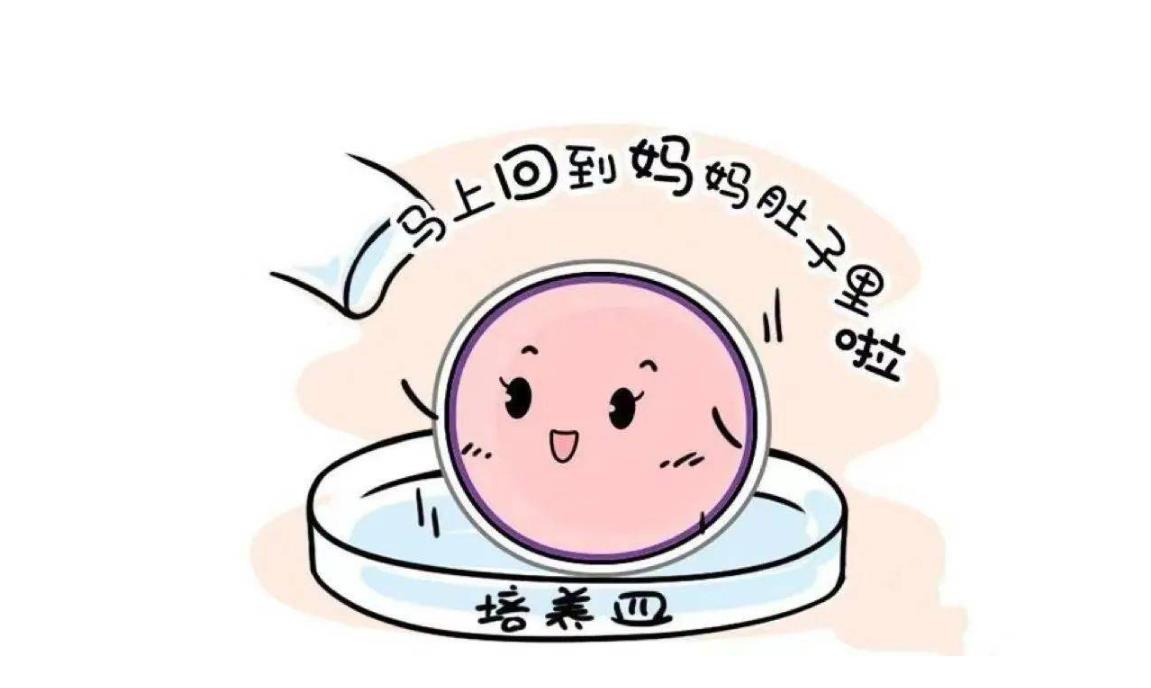 胚胎培養 胚胎培養