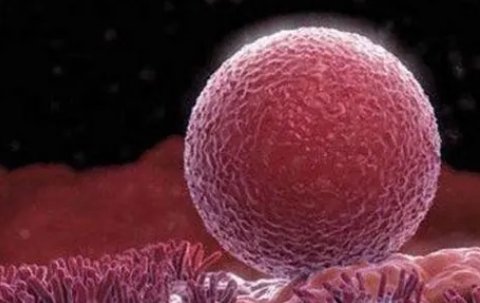 吃什么卵泡長得快又圓內膜厚？最新食物推薦