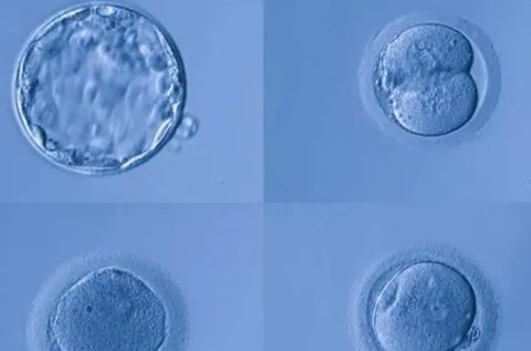 囊胚是幾天的胚胎？囊胚級別成功率對照表