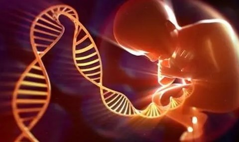 試管嬰兒可以規(guī)避遺傳病嗎？試管嬰兒可以規(guī)避的遺傳病