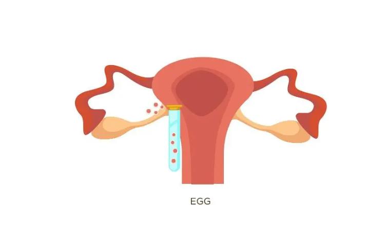 試管促排中多大的卵泡可以取？