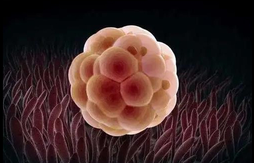 養(yǎng)囊胚不成功是不是卵泡質量差？養(yǎng)囊胚失敗的原因