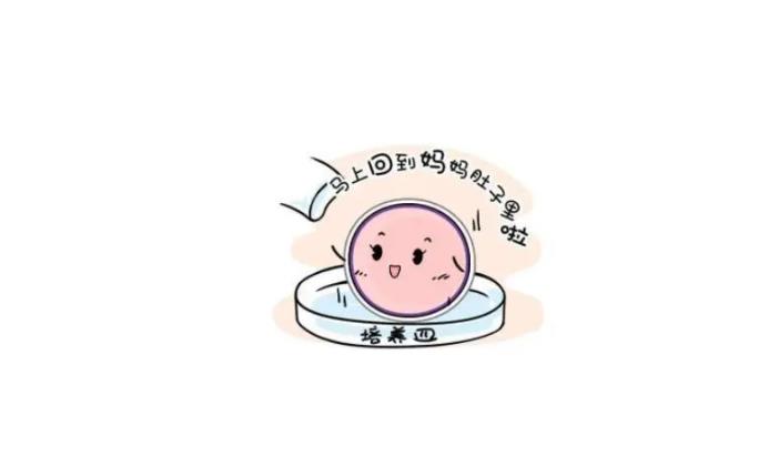 試管養囊胚成功率高嗎,試管嬰兒養囊成功率有多少