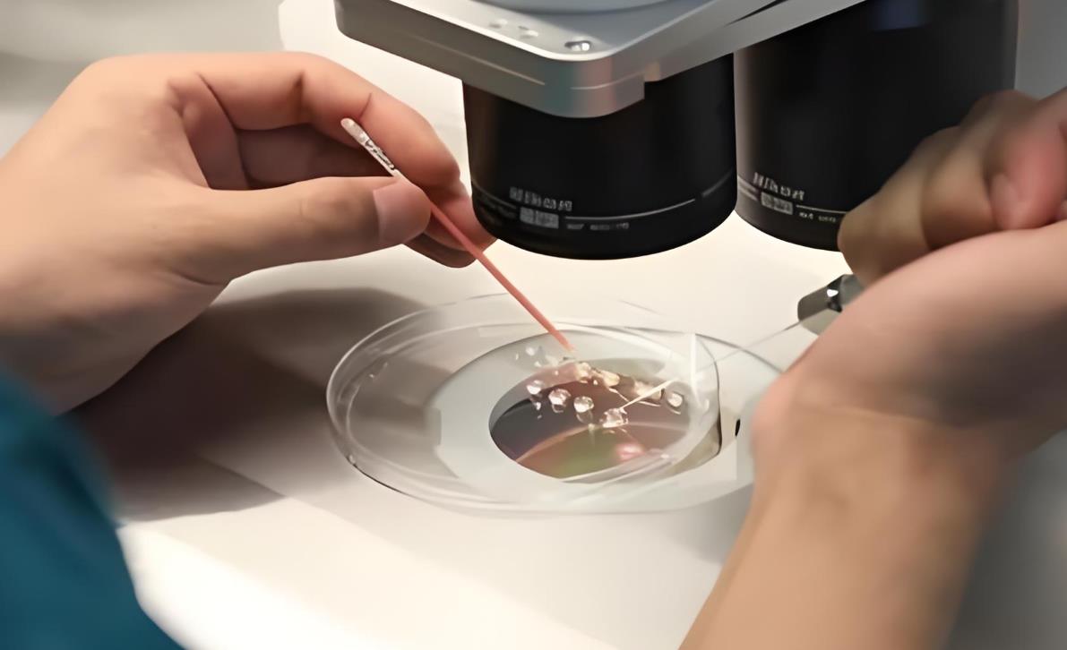 試管嬰兒什么叫養囊,試管嬰兒養囊是什么意思