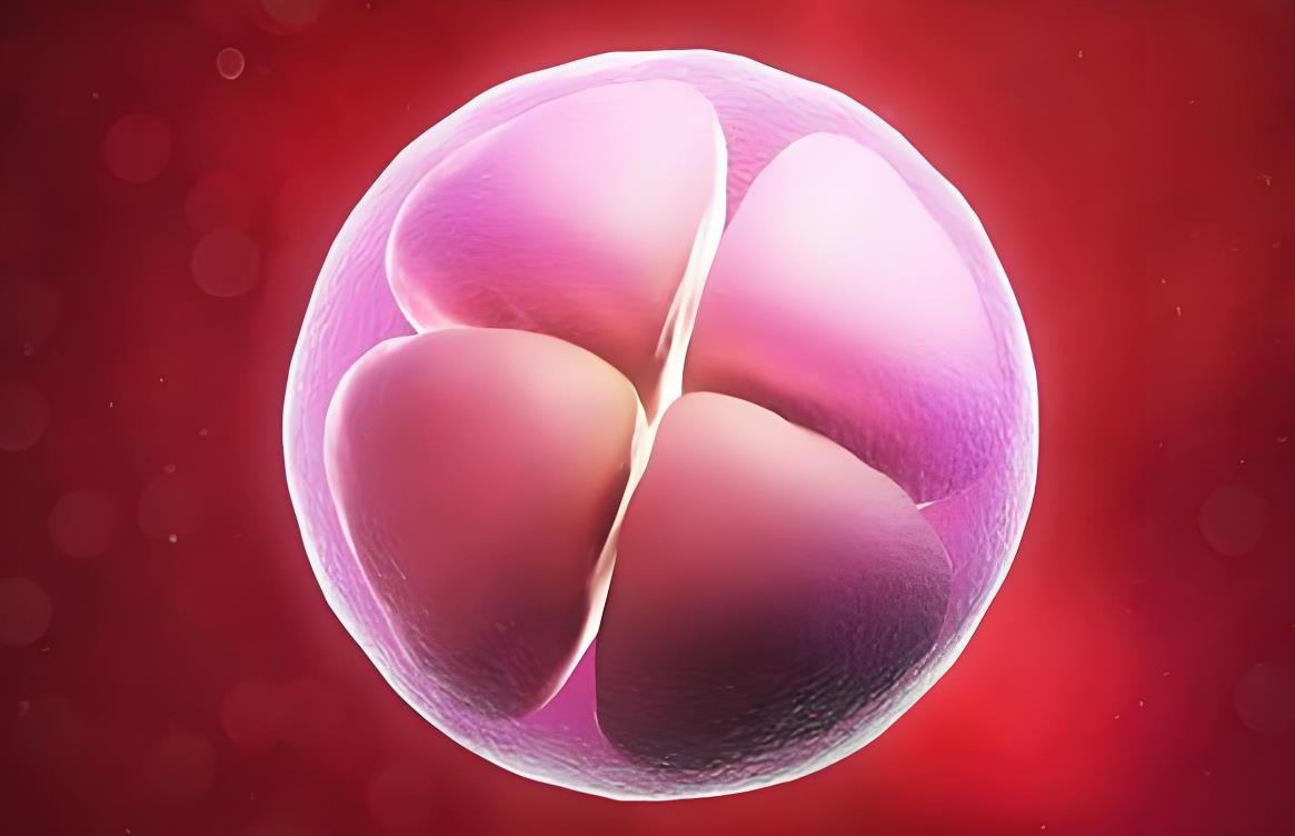 2個胚胎有必要養囊嗎,試管養囊和不養囊的區別