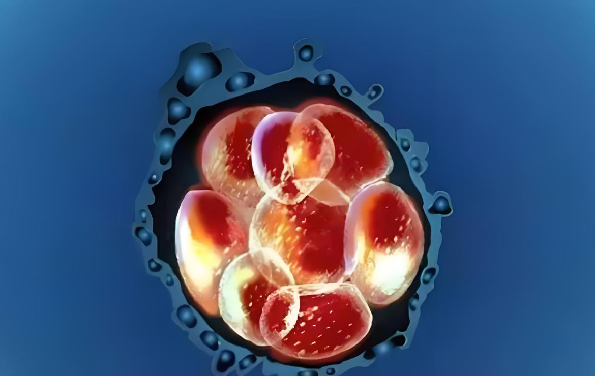 10個受精卵能養囊胚的幾率是多少