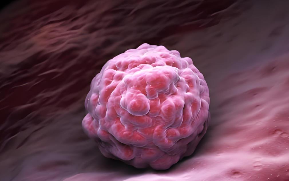 養成4個囊胚可以移植幾次,4個囊胚移植成功率有多少