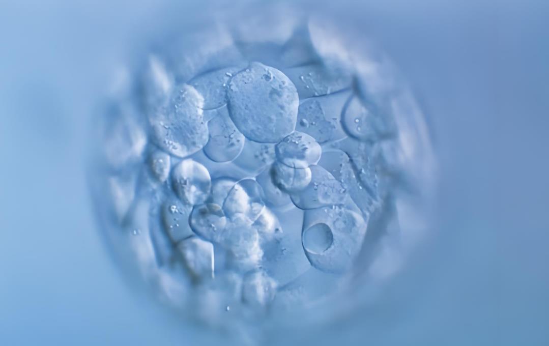 囊胚移植失敗會影響月經(jīng)嗎,囊胚移植失敗多久來月經(jīng)