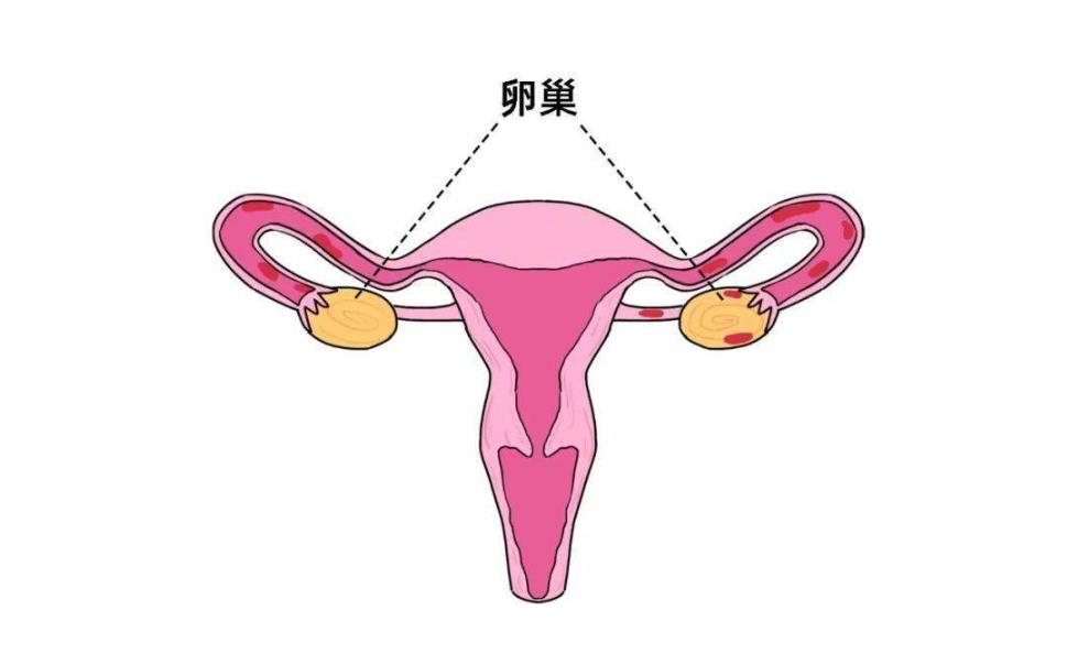 卵巢 卵巢
