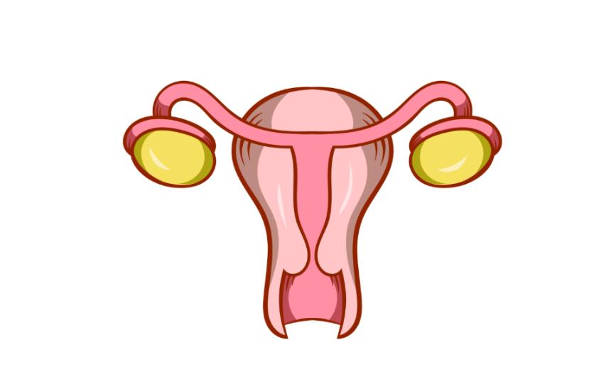 卵巢 卵巢