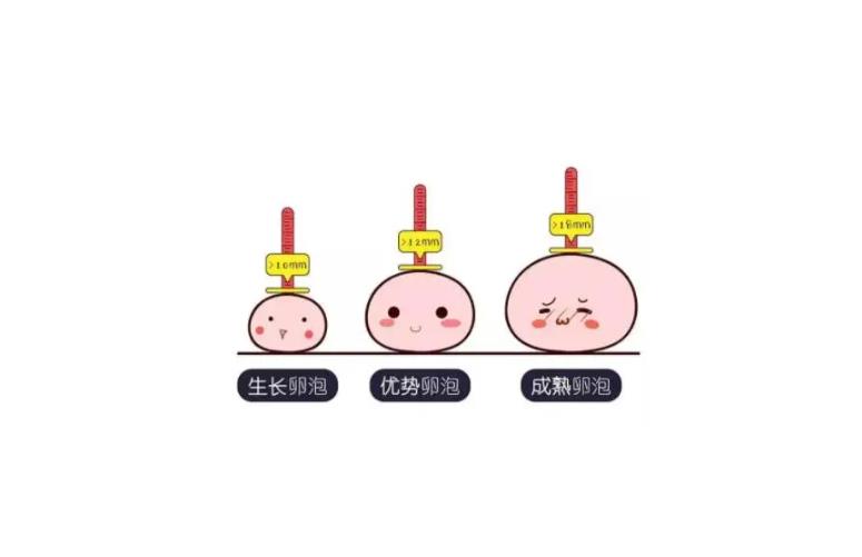 試管促排有多少個優勢卵泡正常