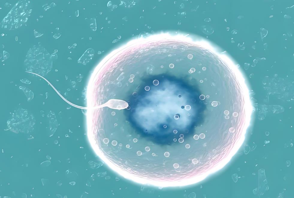 精卵結(jié)合 精卵結(jié)合