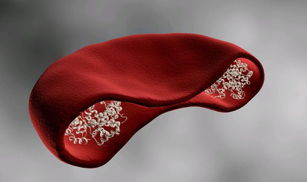 血紅蛋白和紅細胞有什么關系,血紅蛋白和紅細胞的關系