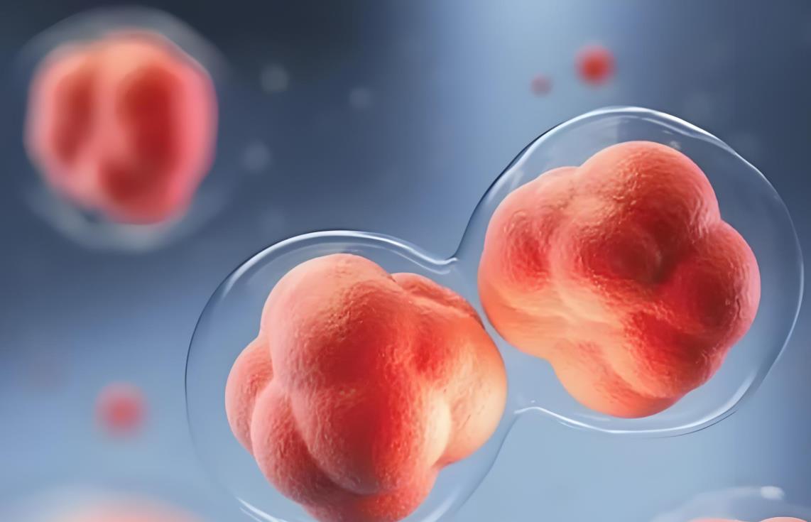 試管優胚是什么意思,試管嬰兒優胚標準