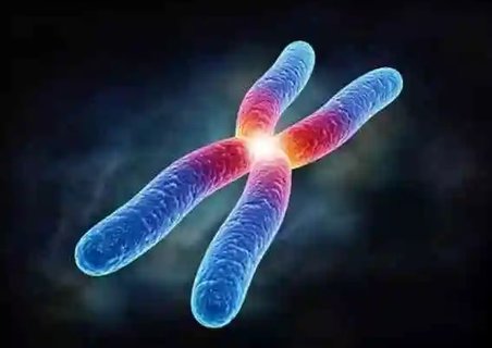 常染色體隱性遺傳敢生孩子嗎？隱性遺傳家庭的生育選擇