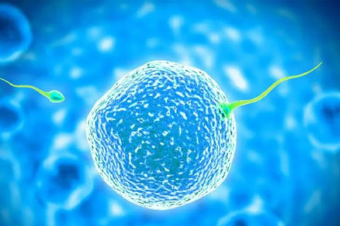 取卵后要喝幾天冬瓜湯？冬瓜湯與飲食調(diào)理