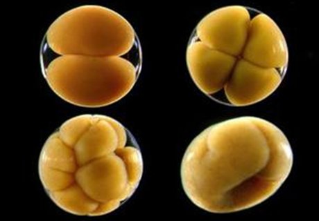 囊胚移植幾天著床？囊胚移植著床時間解析