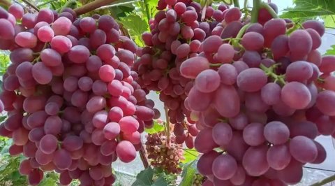 孕婦喉嚨痛吃什么好得最快？快速緩解孕婦喉嚨痛