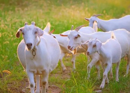 孕婦夢見羊是胎夢嗎？解讀夢境的奧秘