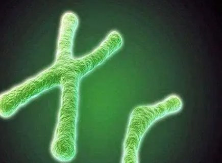 羅氏易位做三代試管的成功率有多高？羅氏易位三代試管的成功率