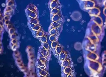 羅氏易位能生正常孩子嗎？羅氏易位正常胎兒概率